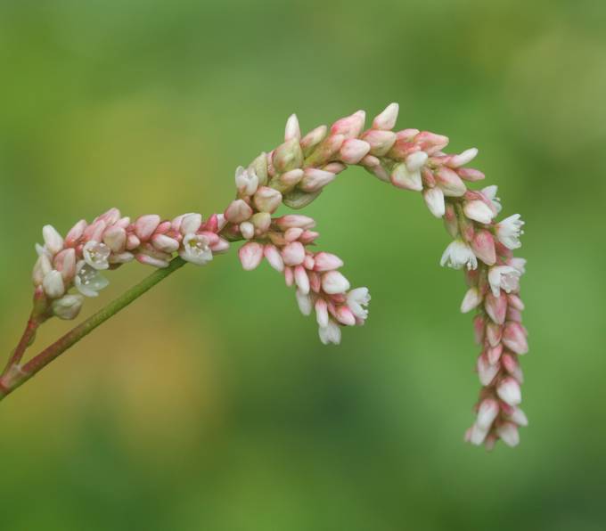 Persicaria lapathifolia / Poligono nodoso